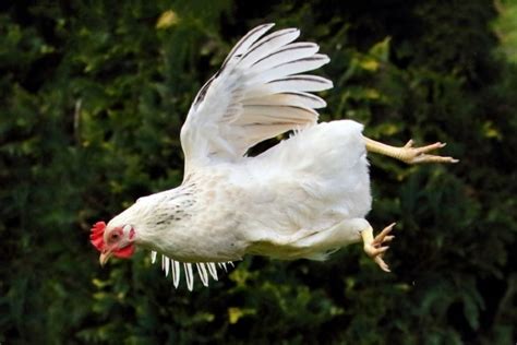 The average chicken can fly for about 10 feet, and about as high off the ground. Being similar in flight skills to game birds, chickens were never the greatest fliers. They lack the skills for sustained flight, but they have been known to fly for as long as 13 seconds and a distance of 301.5 feet. It might be a short flight, but it likely is ...